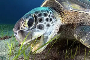 Chelonia Prints: Green sea turtle (Chelonia mydas) feeding on Little neptune grass (Cymodocea nodosa)
