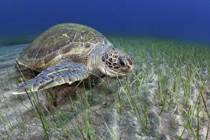 Alismatales Prints: Green sea turtle (Chelonia mydas) feeding on Seagrass (Cymodocea nodosa) on the seabed