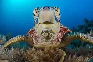 Green sea turtle (Chelonia mydas) female resting on a coral reef. Rock Islands, Palau, Mirconesia