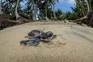 Moving Gallery: Green sea turtle (Chelonia mydas), hatchling, making its way across the beach to the ocean, Yap