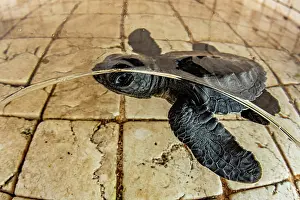 Chelonia Prints: Green sea turtle (Chelonia mydas) hatchling in a rinse tank after being rescued by a local dive shop