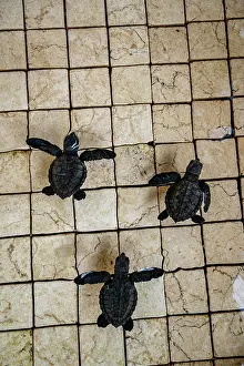 Chelonia Prints: Three Green sea turtle (Chelonia mydas) hatchlings in a rinse tank after being rescued by a local dive shop