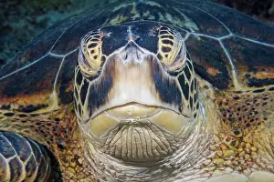 Chelonia Prints: Green sea turtle (Chelonia mydas) head portrait