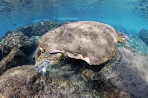 Chelonia Prints: Green sea turtle (Chelonia mydas) male