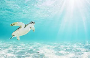 Green sea turtle (Chelonia mydas) near surface in shallow water. The Bahamas