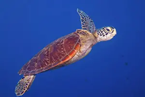 Chelonia Prints: Green sea turtle (Chelonia mydas) portrait, Guam, Micronesia, Pacific Ocean. Endangered