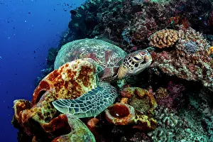Chelonia Prints: Green sea turtle (Chelonia mydas) resting on the coral reef