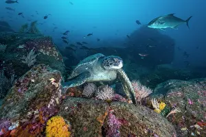 Chelonia Prints: Green sea turtle (Chelonia mydas) resting on the ocean floor near Darwin's Arch