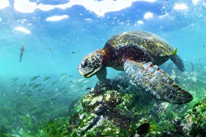 Light Ray Prints: Green sea turtle (Chelonia mydas) with shoals of damselfish (Pomacentridae) swimming through coral reef