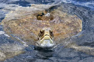 Green sea turtle (Chelonia mydas) at surface, Tenerife, Canary Islands Green sea turtle (Chelonia mydas) at surface, Tenerife, Canary Islands