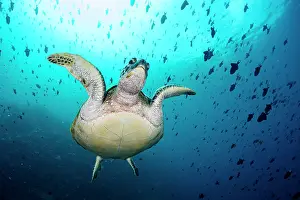 Chelonia Prints: Green sea turtle (Chelonia mydas) swimming over the coral reef