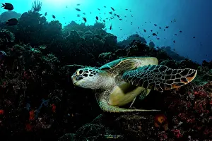 Chelonia Prints: Green sea turtle (Chelonia mydas) swimming over the coral reef