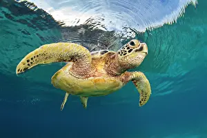 Chelonia Prints: Green sea turtle (Chelonia mydas) swimming just below the surface of the ocean