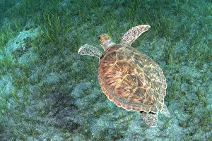 Alismatales Prints: Green sea turtle (Chelonia mydas) swimming over Little Neptune grass (Cymodocea nodosa) on the seabed