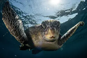 Chelonia Prints: Green sea turtle (Chelonia mydas) swimming near the surface