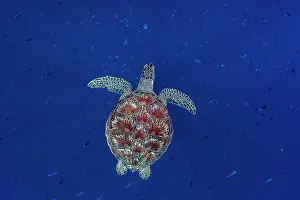 Chelonia Prints: Green sea turtle (Chelonia mydas) swimming off shore