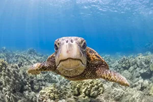 Green sea turtle (Chelonia mydas) swimming over a reef, portrait, Hawaii, Pacific Ocean. Endangered