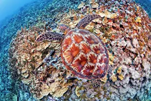 Chelonia Prints: Green sea turtle (Chelonia mydas) swimming over the reef off Gun Beach