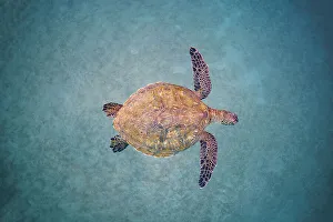 Shell Prints: Green sea turtle (Chelonia mydas) swimming over sand seabed