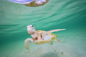 Chelonia Prints: Green sea turtle (Chelonia mydas) swimming over sandy seabed in shallow water