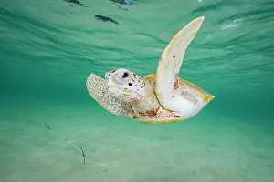 Chelonia Prints: Green sea turtle (Chelonia mydas) swimming over sandy seabed in shallow water