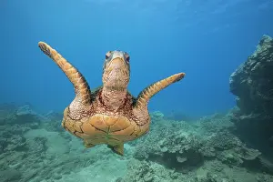 Chelonia Prints: Green sea turtle (Chelonia mydas) swimming over seabed