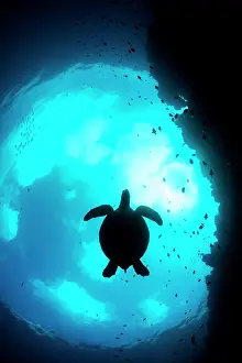 Chelonia Prints: Green sea turtle (Chelonia mydas) swimming silhouetted in Snell's window