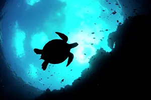Chelonia Prints: Green sea turtle (Chelonia mydas) swimming silhouetted in Snell's window