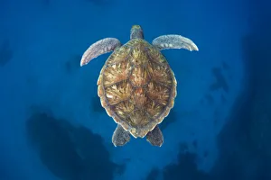 Green sea turtle (Chelonia mydas) Tenerife, Canary Islands
