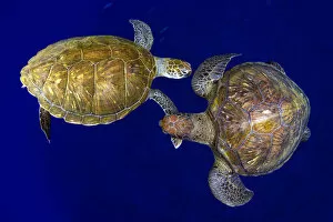 Images Dated 19th April 2018: Green sea turtle (Chelonia mydas), two viewed from above. Tenerife, Canary Islands