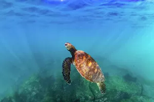 Swimming Gallery: Green sea turtle (Chelonia mydas), yellow morph, swimming through shallows, Post Office Bay
