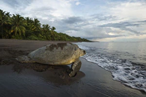 Sea Turtles Gallery: Green sea turtle female (Chelonia mydas) returning to the sea, Tortuguero National Park, Costa Rica