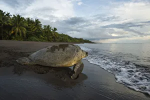 Green sea turtle female (Chelonia mydas) returning to the sea, Tortuguero National Park, Costa Rica