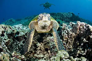 Images Dated 18th May 2011: Green Sea Turtles (Chelonia mydas) gathering at a cleaning station off where small