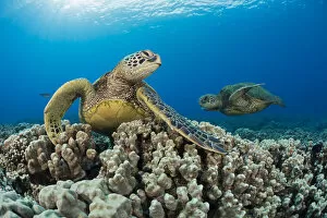Green sea turtles (Chelonia mydas) on corals, Hawaii