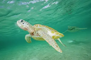 Chelonia Prints: Two Green sea turtles (Chelonia mydas) swimming over sandy seabed in shallow water