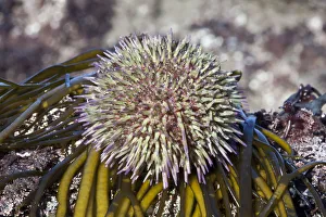 Sea Urchins Prints: Green sea urchin (Psammechinus miliaris) Channel Islands, UK March