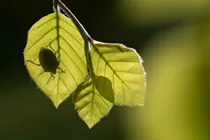 Images Dated 14th May 2020: Green shieldbug (Palomena prasina) silhouetted on beech leaves (Fagus sylvatica)