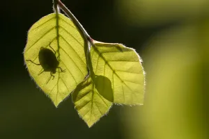 Pentatomoidea Prints: Green shieldbug (Palomena prasina) silhouetted on beech leaves (Fagus sylvatica)