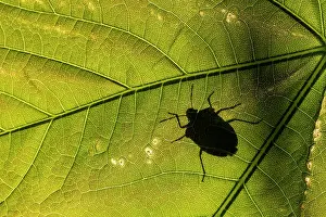 Underside Prints: Green shieldbug (Palomena prasina) silhouetted on a Sycamore leaf (Acer pseudoplatanus)
