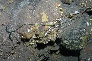 Green spoonworm (Bonellia viridis) female on seabed. The female has its body divided into two parts, the proboscis and the trunk