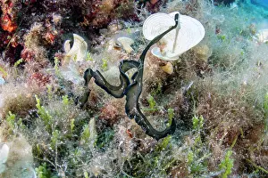 Croatia Prints: Green spoonworm (Bonellia viridis) on a reef, Vis Island, Croatia, Adriatic Sea
