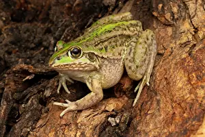 Hylidae Prints: Green-striped frog (Cyclorana alboguttata) resting on tree trunk