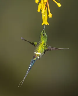 Trochilidae Prints: Green thorntail hummingbird ( Discosura conversii) feeding at flower