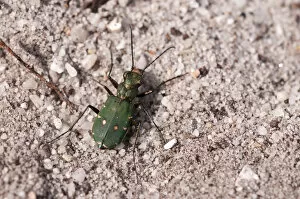 Images Dated 10th July 2011: Green tiger beetle (Cicindela campestris), Arne RSPB reserve, Dorset, England, UK, July