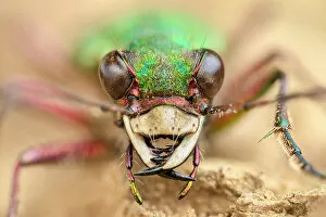 Iridescent Collection: Green tiger beetle (Cicindela campestris) close uo portrait, Birchover, Derbyshire, UK. April
