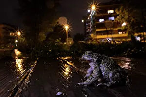Lazio Prints: Green toad (Bufotes balearicus) male sitting on boardwalk on street at night after rain