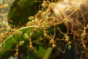 Green tree ants (Oecophylla smaragdina) defending their leaf nest, Daintree River, Wet Tropics World Heritage area Green tree ants (Oecophylla smaragdina) defending their leaf nest, Daintree River, Wet Tropics World Heritage area