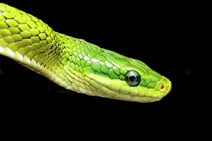 Colubridae Prints: Green trinket snake (Gonyosoma prasinum) head portrait. Captive, occurs in Southeast Asia