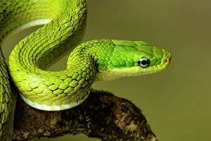 Colubridae Prints: Green trinket snake (Gonyosoma prasinum) portrait. Captive, occurs in Southeast Asia
